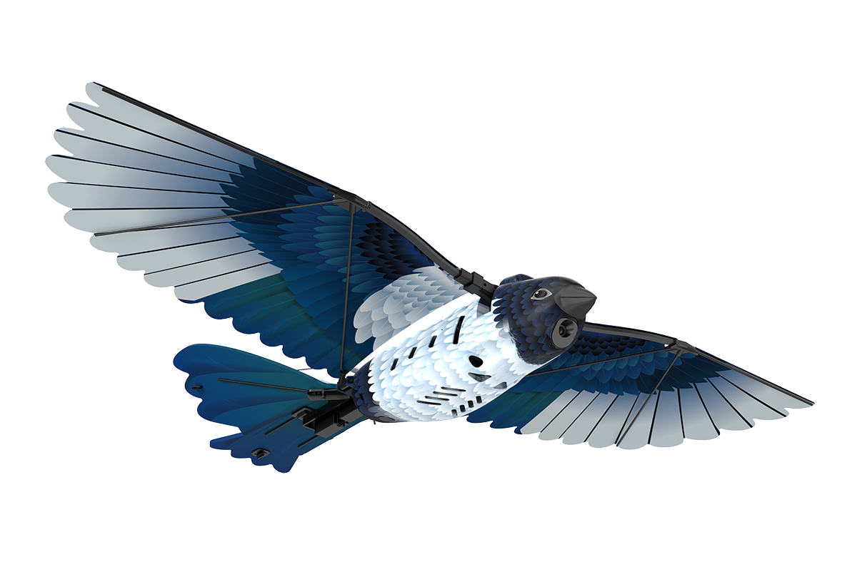 GoGoBird喜鹊